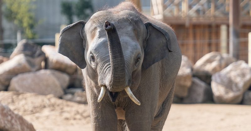 1 Entrée Adulte Ou Enfant Pour Le Touroparc Zoo Belfort – Besançon OohN.com Special Offers, Deals & Discounts in France 2