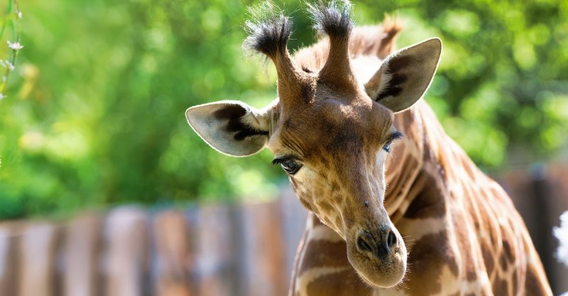 1 Entrée Adulte Ou Enfant Pour Le Touroparc Zoo Belfort – Besançon OohN.com Special Offers, Deals & Discounts in France 3
