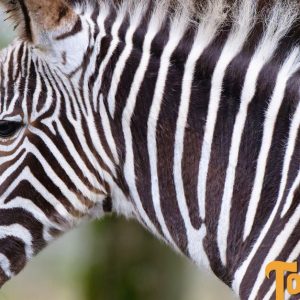 1 Entrée Adulte Ou Enfant Pour Le Touroparc Zoo Belfort – Besançon OohN.com Special Offers, Deals & Discounts in France