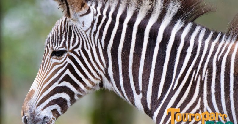 1 Entrée Adulte Ou Enfant Pour Le Touroparc Zoo Belfort – Besançon OohN.com Special Offers, Deals & Discounts in France