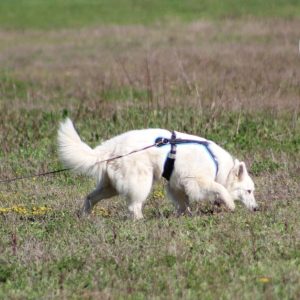 Animal Domestique – Toilettage / Toulouse OohN.com Special Offers, Deals & Discounts in France