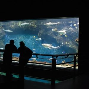 Aquarium de Lyon : à la découverte de poissons du monde entier at Aquarium du Grand Lyon, Lyon, France OohN.com Special Offers, Deals & Discounts in France