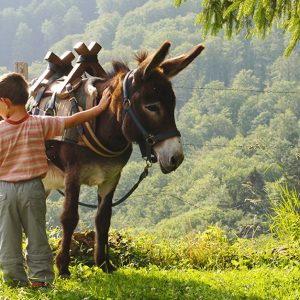 Balade À Dos Dâne Pour Enfant Nîmes-Ales OohN.com Special Offers, Deals & Discounts in France