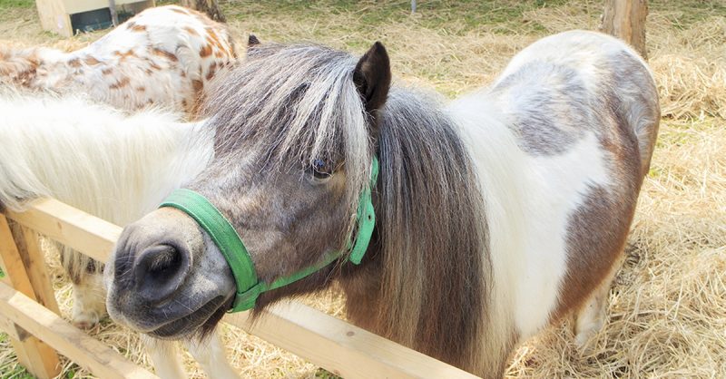 Balade En Poney Dès 11,90e Essonne OohN.com Special Offers, Deals & Discounts in France 2