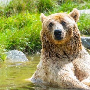 Billet Adulte Ou Enfant Pour Le Zoo Damneville Belfort – Besançon OohN.com Special Offers, Deals & Discounts in France