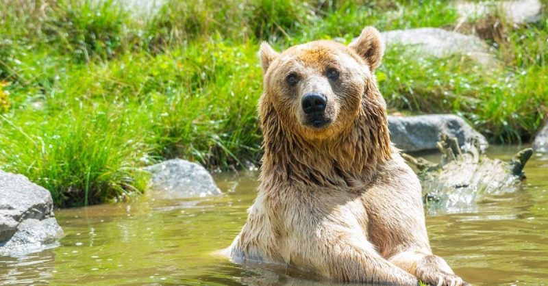 Billet Adulte Ou Enfant Pour Le Zoo Damneville Belfort – Besançon OohN.com Special Offers, Deals & Discounts in France