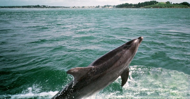 Cap Sur Lune Des Plus Belles Baies Du Monde Avec Une Escale Magique Rennes OohN.com Special Offers, Deals & Discounts in France 2