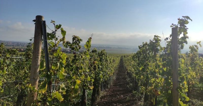 Dans Lunivers Envoûtant Du Vin : Session Dœnologie En Duo Belfort – Besançon OohN.com Special Offers, Deals & Discounts in France 3