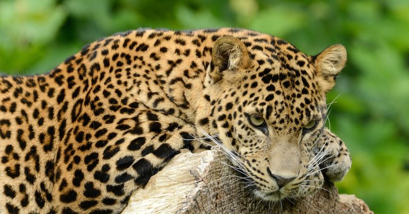 Découvrez Plus De 300 Animaux Au Zoo De Maubeuge Paris OohN.com Special Offers, Deals & Discounts in France 3