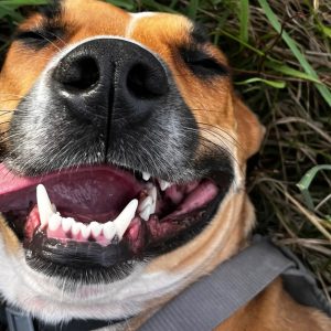 Éducation Canine Et Étude Du Comportement D1 Ou 2 H En Extérieur Marseille OohN.com Special Offers, Deals & Discounts in France