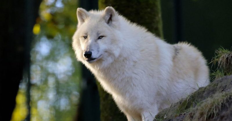 Entrée Adulte Et Enfant Au Zoo De Jurques Strasbourg-Sud OohN.com Special Offers, Deals & Discounts in France 2