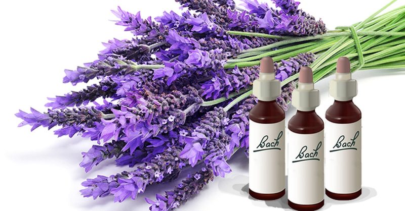 Formation De Conseiller En Fleurs De Bach Avec E-Coach Academy National Deal OohN.com Special Offers, Deals & Discounts in France
