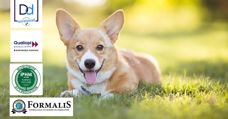 Formation En Élevage D’Animaux De Compagnie” Avec Formalis National Deal OohN.com Special Offers, Deals & Discounts in France