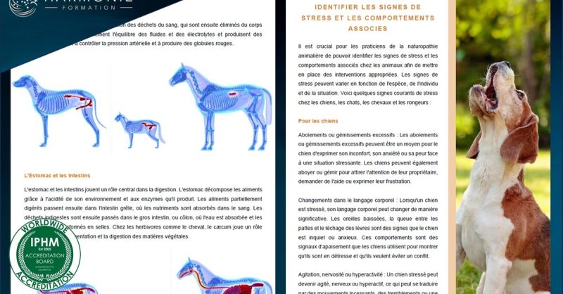 Formation En Naturopathie Animalière Avec Harmonie Formation National Deal OohN.com Special Offers, Deals & Discounts in France 3