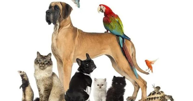 Formation En Naturopathie Animalière Avec Meformer National Deal OohN.com Special Offers, Deals & Discounts in France