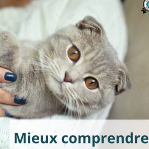 Formation “”Mieux Comprendre Son Chat”” : Éduquez Avec Bienveillance National Deal OohN.com Special Offers, Deals & Discounts in France