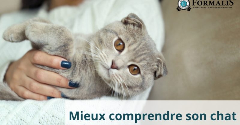 Formation “”Mieux Comprendre Son Chat”” : Éduquez Avec Bienveillance National Deal OohN.com Special Offers, Deals & Discounts in France