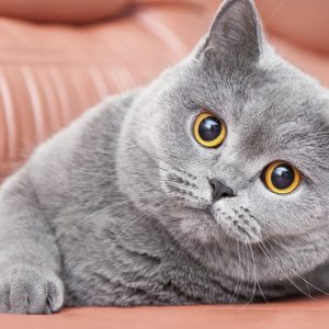 Gardiennage De Chat À Domicile : Tranquillité Pendant Vos Absences Rennes OohN.com Special Offers, Deals & Discounts in France