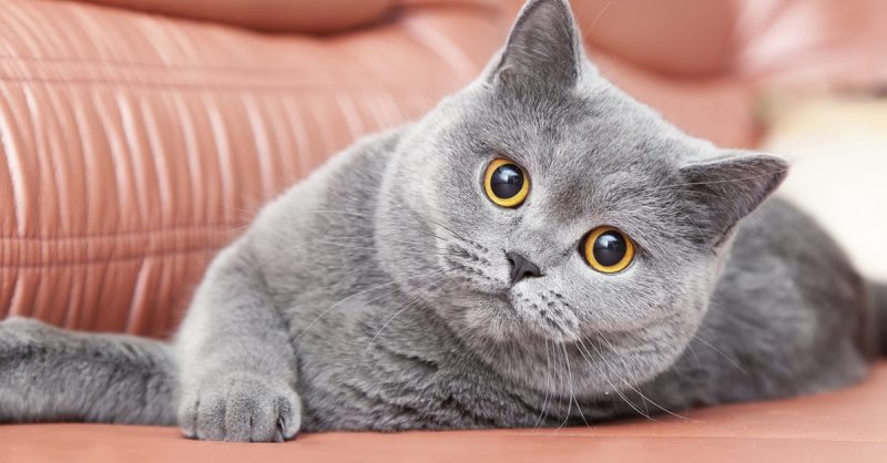 Gardiennage De Chat À Domicile : Tranquillité Pendant Vos Absences Rennes OohN.com Special Offers, Deals & Discounts in France