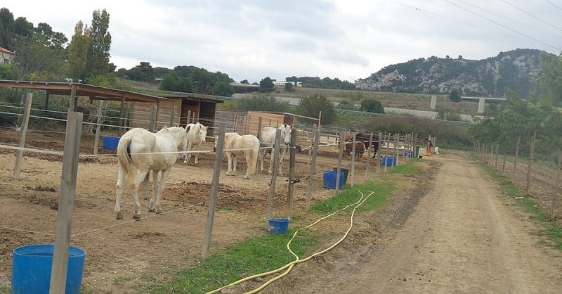 Initiation Poney Pour Enfants Aix-en-Provence OohN.com Special Offers, Deals & Discounts in France 2