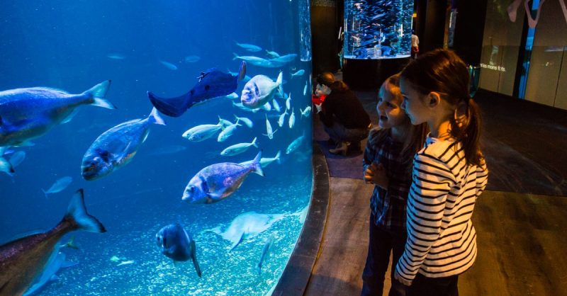 Pass Annuel Enfant Ou Adulte Pour Laquarium De Paris Paris OohN.com Special Offers, Deals & Discounts in France 2