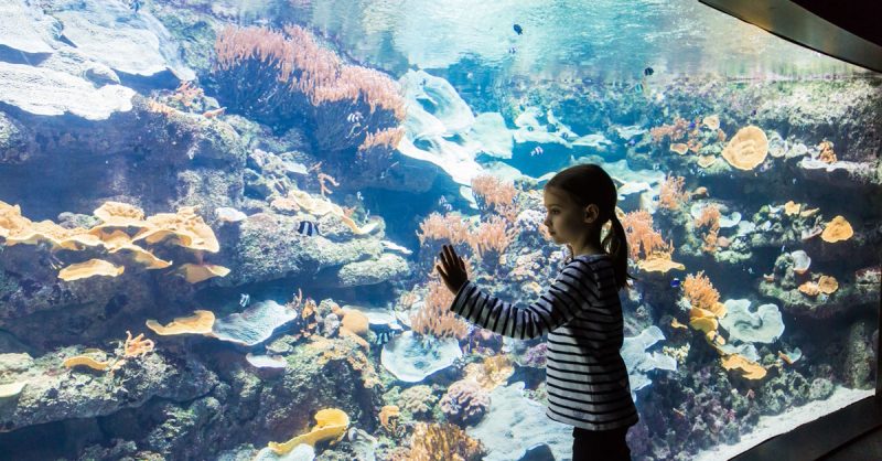 Pass Annuel Enfant Ou Adulte Pour Laquarium De Paris Paris OohN.com Special Offers, Deals & Discounts in France 3