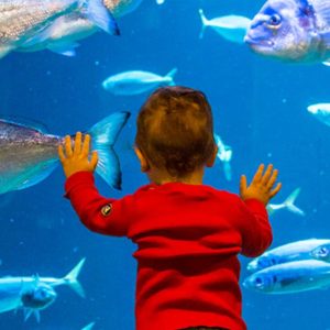 Pass Annuel Enfant Ou Adulte Pour Laquarium De Paris Paris OohN.com Special Offers, Deals & Discounts in France