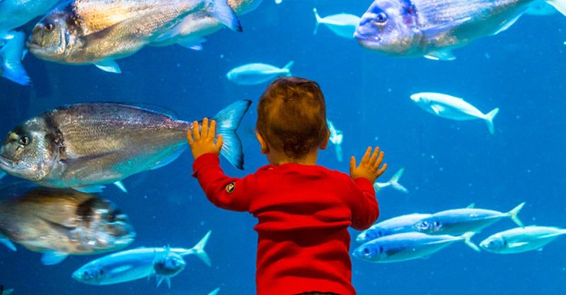 Pass Annuel Enfant Ou Adulte Pour Laquarium De Paris Paris OohN.com Special Offers, Deals & Discounts in France
