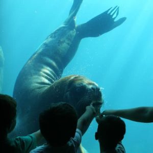 Seaquarium du Grau-du-Roi at Seaquarium du Grau-du-Roi, Montpellier, France OohN.com Special Offers, Deals & Discounts in France