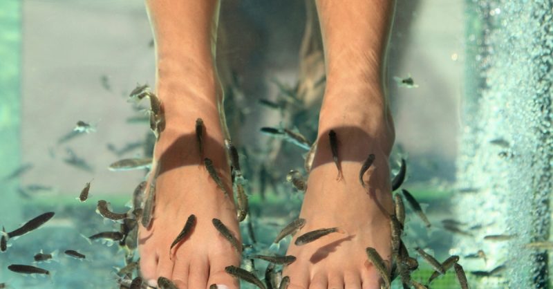 Spa Fish En Solo Ou Duo Avec Terrachi Lyon OohN.com Special Offers, Deals & Discounts in France