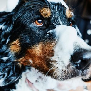 Toilettage Pour Chien Val-d-Oise OohN.com Special Offers, Deals & Discounts in France