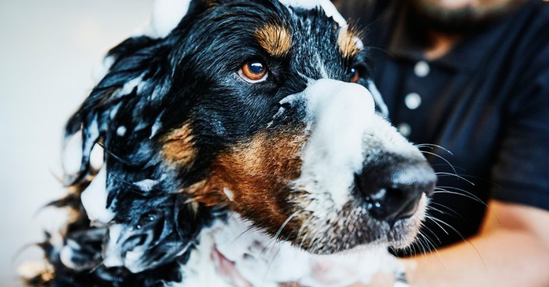 Toilettage Pour Chien Val-d-Oise OohN.com Special Offers, Deals & Discounts in France