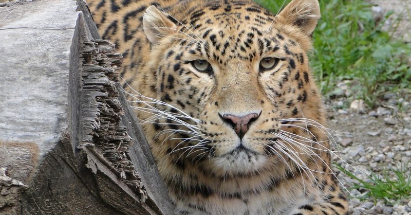 Zoo De Fréjus : Les Animaux Comme Vous Ne Les Avez Jamais Vus ! Fréjus – Saint-Raphaël OohN.com Special Offers, Deals & Discounts in France 2