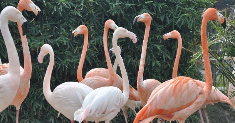 Zoo De Fréjus : Les Animaux Comme Vous Ne Les Avez Jamais Vus ! Fréjus – Saint-Raphaël OohN.com Special Offers, Deals & Discounts in France 3