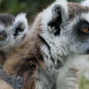 Zoo De Fréjus : Les Animaux Comme Vous Ne Les Avez Jamais Vus ! Fréjus – Saint-Raphaël OohN.com Special Offers, Deals & Discounts in France
