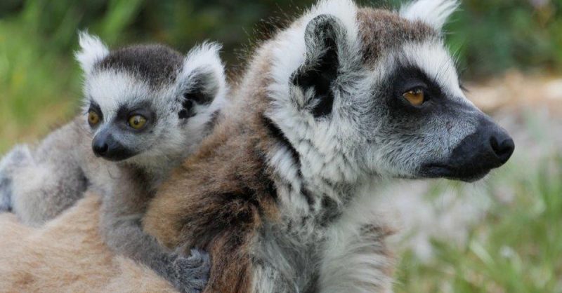 Zoo De Fréjus : Les Animaux Comme Vous Ne Les Avez Jamais Vus ! Fréjus – Saint-Raphaël OohN.com Special Offers, Deals & Discounts in France